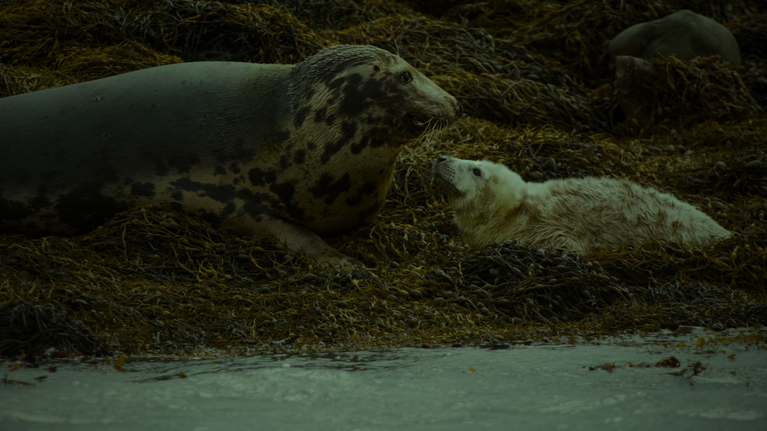 Seals at Strangford Lough